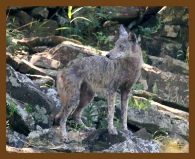 coyote 7-24-07 4c1cb.jpg
