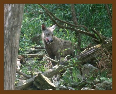 coyote 7-28-07 4c2cb.jpg