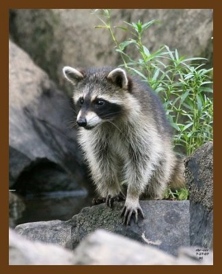 raccoon-young 7-27-07 4c4cb.jpg