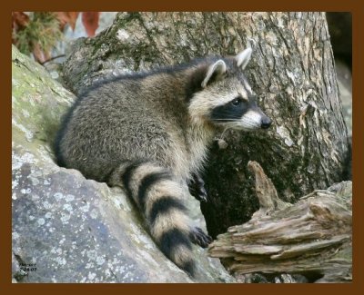 raccoon-young 7-28-07 4c1cb.jpg