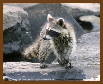 raccoon-young 7-27-07 4c1cb.jpg