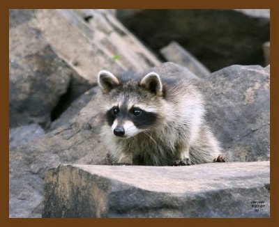 raccoon-young 7-27-07 4c8cb.jpg