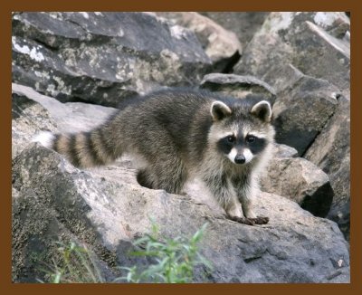 raccoon-young 7-27-07 4c7cb.jpg