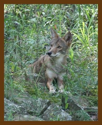 coyote 7-27-07 4c1cb.jpg