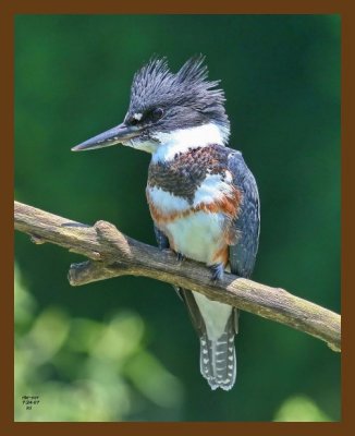 belted kingfisher 7-24-07 4c1cb.jpg