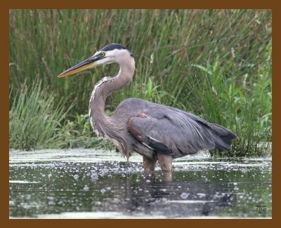 heron-great blue 7-12-07 4c7b.jpg