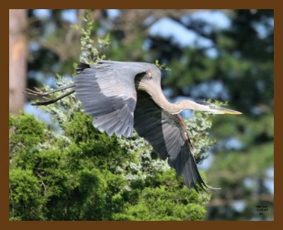 heron-great-blue 7-19-07 4c1b.jpg