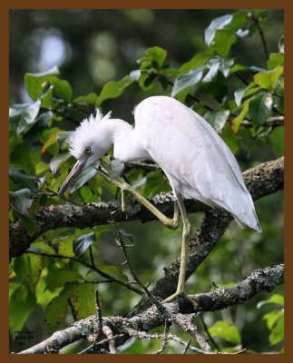 little blue heron-young 8-4-07 4c1b.jpg