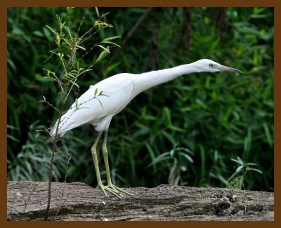little blue heron-young 8-4-07 4c7b.jpg