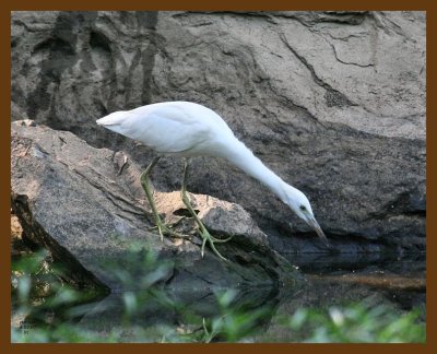 little blue heron-young 8-5-07 4c2b.jpg