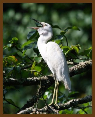 little blue heron-young 8-4-07 4c3b.jpg