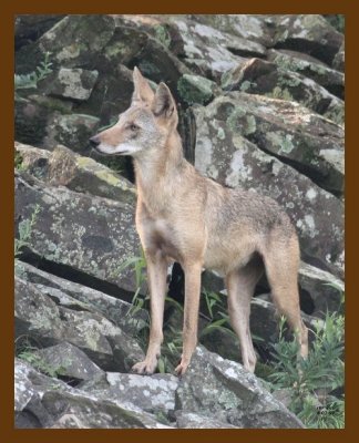 coyote 8-1-07 4c1b.jpg