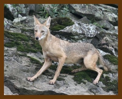 coyote 8-1-07 4c2b.jpg