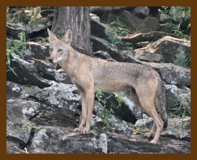 coyote 8-2-07 4c4b.jpg