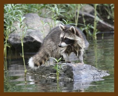 raccoon-young 8-3-07 4c4b.jpg