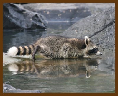 raccoon-young 8-4-07 4c8b.jpg