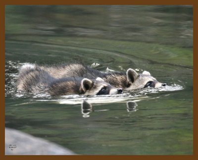 raccoon-young 8-4-07 4c6b.jpg