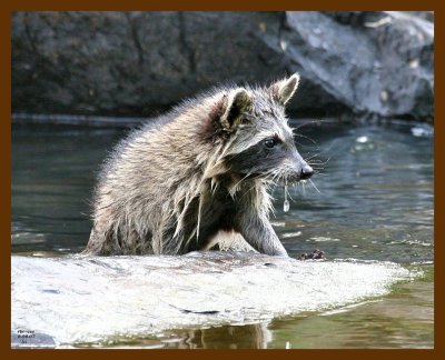 raccoon-young 8-4-07 4c2b.jpg