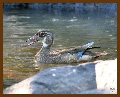 wood-duck 8-7-07 4c2b.jpg