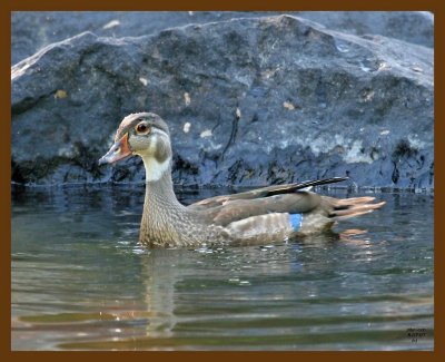 wood-duck 8-7-07 4c3b.jpg
