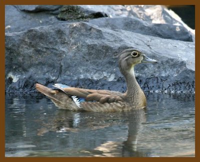 wood-duck 8-6-07 4c3b.jpg