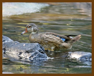 wood-duck 8-6-07 4c2b.jpg