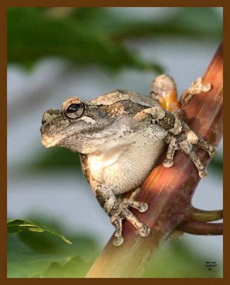 gray-treefrog 8-3-07 4c1b.jpg