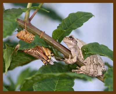gray-treefrog 8-3-07 4c4b.jpg