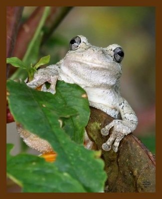 gray-treefrog 8-1-07 4c1b.jpg