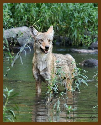 coyote 8-10-07 4c7b.jpg