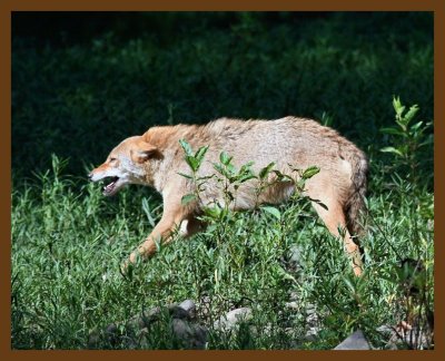 coyote 8-10-07 4c1b.jpg