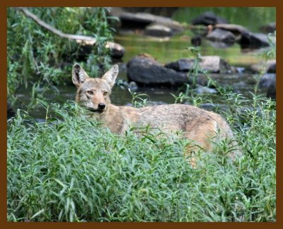 coyote 8-10-07 4c4b.jpg