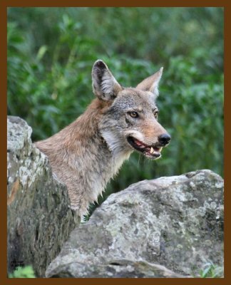 coyote 8-10-07 4c3c1b.jpg