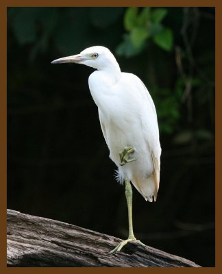 little blue heron-young 8-4-07 4c8b.jpg