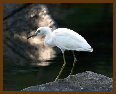 little blue heron-young 8-5-07 4c4b.jpg