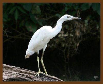 little blue heron-young 8-4-07 4c6b.jpg