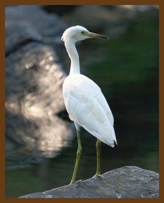little blue heron-young 8-5-07 4c3b.jpg