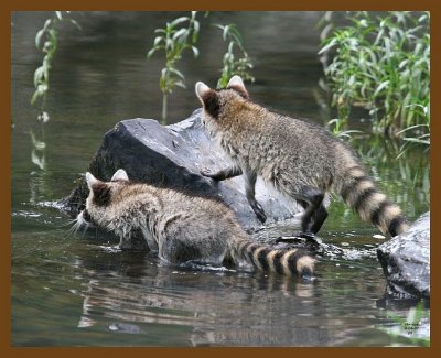 raccoon-young 8-6-07 4c1b.jpg