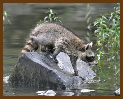 raccoon-young 8-4-07 4c5b.jpg
