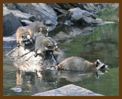raccoon-young 8-4-07 4c1b.jpg