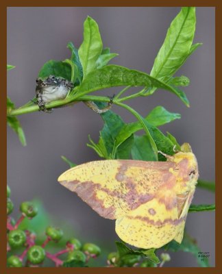 gray treefrog-moth 8-10-07 4c1b.jpg