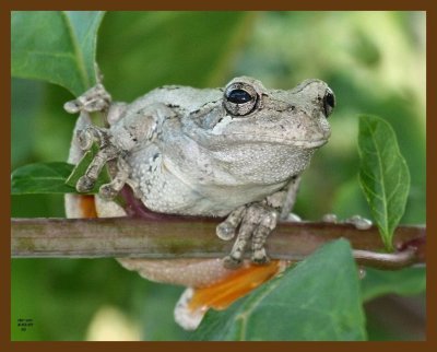 gray-treefrog 8-3-07 4c2b.jpg