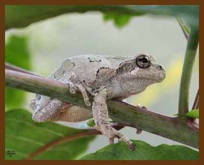 gray-treefrog 8-3-07 4c3b.jpg