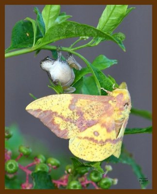 gray treefrog-moth 8-10-07 4c2b.jpg