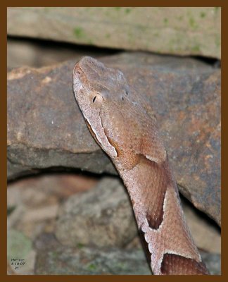 copperhead 8-10-07 4c8b.jpg