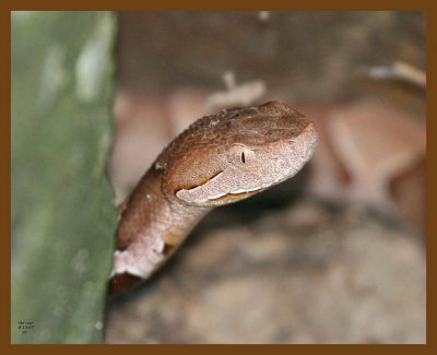 copperhead 8-10-07 4c2b.jpg