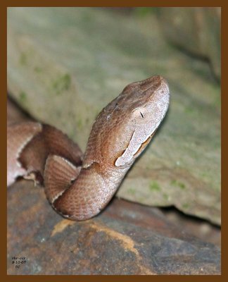 copperhead 8-10-07 4c9b.jpg