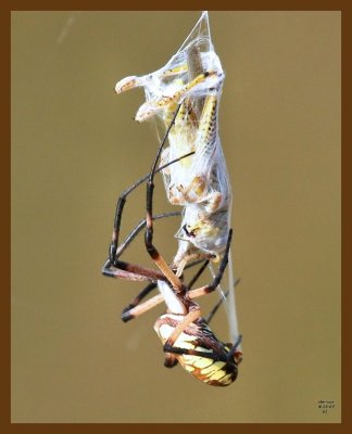 barn spider-grasshopper 8-15-07 4c9b.jpg