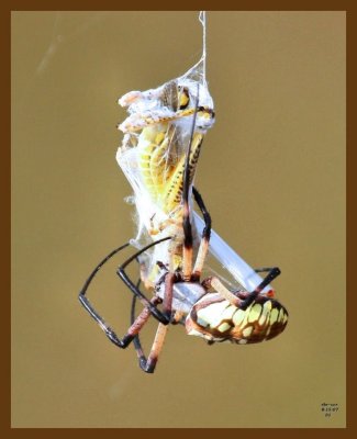 barn spider-grasshopper 8-15-07 4c6b.jpg