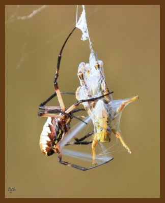 barn spider-grasshopper 8-15-07 4c3b.jpg